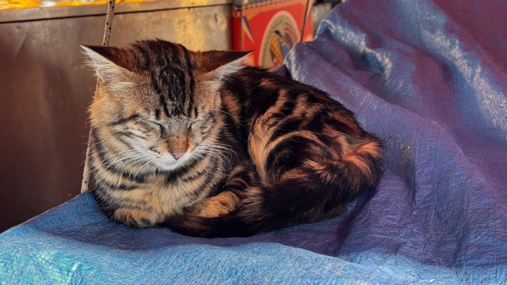 Eine schlafende Katze mit gestreiftem Fell liegt auf einer blauen Plane. Der Hintergrund zeigt unscharfe, farbige Gegenstände.
