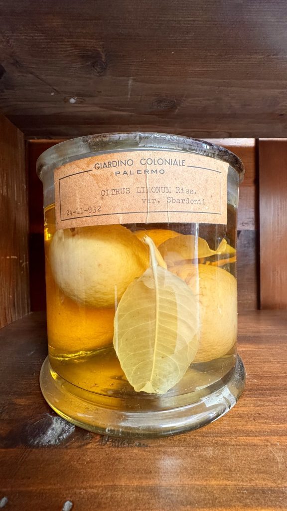 Ein Glasbehälter mit gelbem Flüssigkeit, darin sind zwei Zitronen und ein Blatt zu sehen. Das Etikett auf dem Glas nennt "CITRUS LIMONUM Riss. var. Sbardonii" und das Datum "24-11-1932", sowie den Hinweis "GIARDINO COLONIALE PALERMO".
