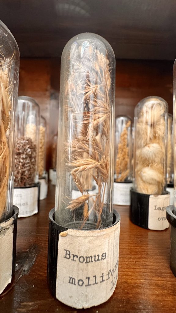 Ein Holzregal mit versiegelten Glasbehältern, die Trockenpflanzen enthalten. Im Vordergrund ist ein Behälter mit der Beschriftung „Bromus molliformis“ sichtbar.