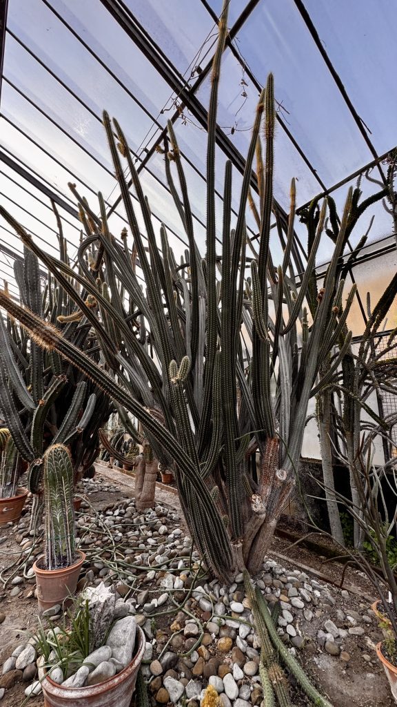 Ein Gewächshaus mit mehreren großen, aufrecht wachsenden Kakteen, umgeben von Steinen in verschiedenen Größen und kleinen Töpfen mit weiteren Pflanzen. Der Himmel ist durch die Glasdächer sichtbar.