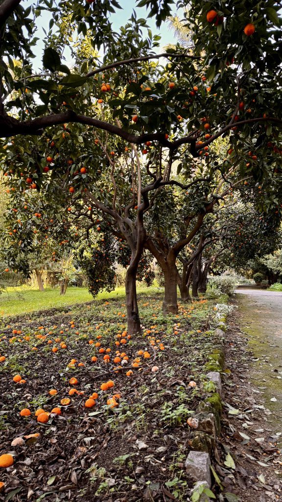 Ein Weg führt durch einen Obstgarten mit mehreren Mandarinenbäumen, die mit orangenen Früchten behangen sind. Unter den Bäumen liegen viele gefallene Mandarinen und das Erdreich ist teilweise mit Laub und kleineren Pflanzen bedeckt.