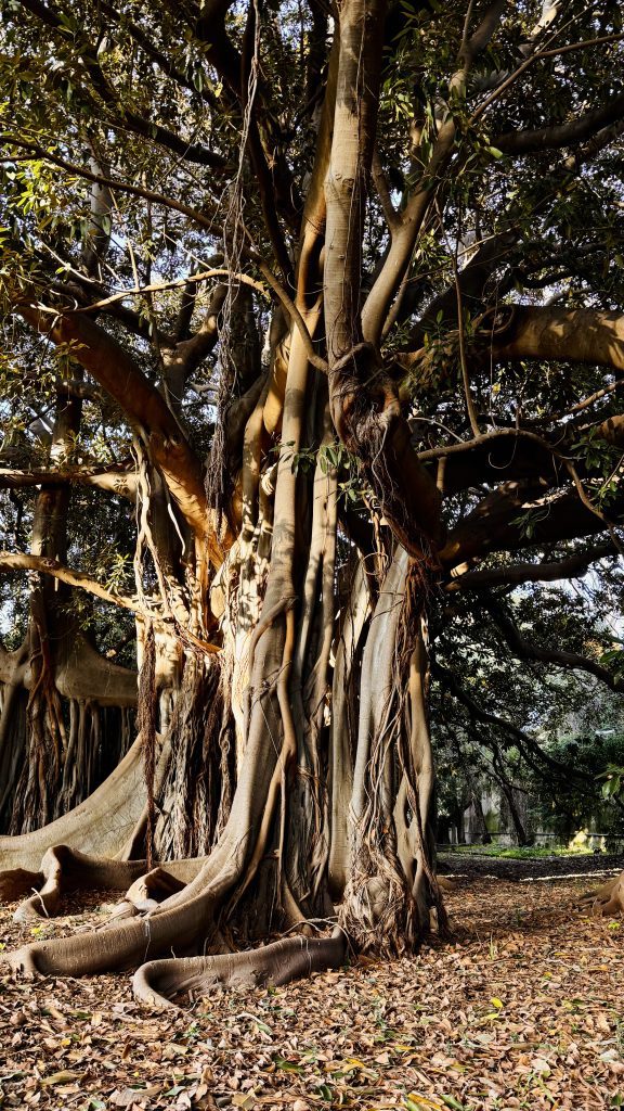Ein mächtiger Baum mit dicken, gewundenen Ästen und Luftwurzeln steht vor einem Hintergrund aus grünem Laub und herabgefallenen Blättern. Das Licht fällt auf die glatte Rinde und die komplexe Struktur der Äste.