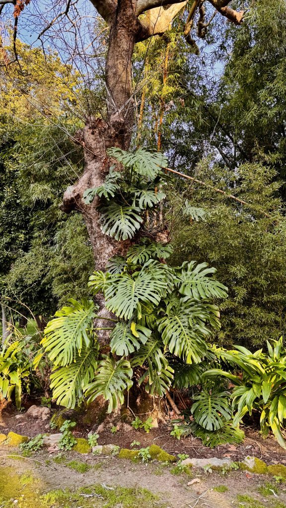 Ein großer Baum mit einer dicken, rauen Rinde hat üppige grüne Monstera-Blätter, die an seinem Stamm wachsen. Im Hintergrund sind weitere Pflanzen und Bäume sichtbar, die eine grüne Landschaft bilden.