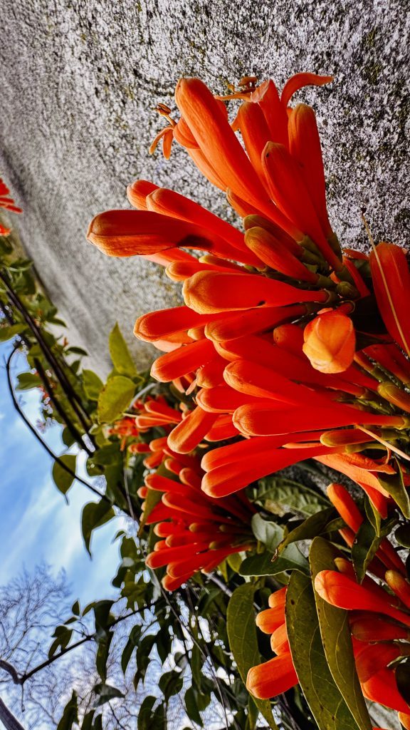 Ein Bündel leuchtend orangefarbener Blütenstängel mit grünen Blättern, die an einer grauen Wand wachsen, vor einem blauen Himmel mit einigen Wolken.
