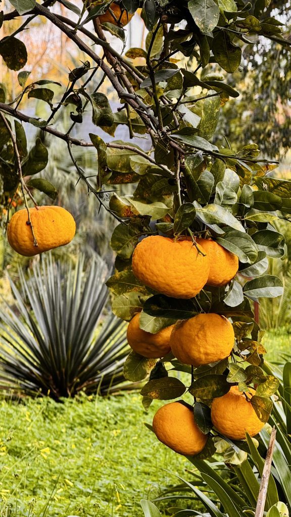 Ein Ast mit mehreren reifen, orangefarbenen Mandarinen hängt über grünem Gras, umgeben von grünen Blättern und einer spitzen, grauen Pflanze im Hintergrund.
