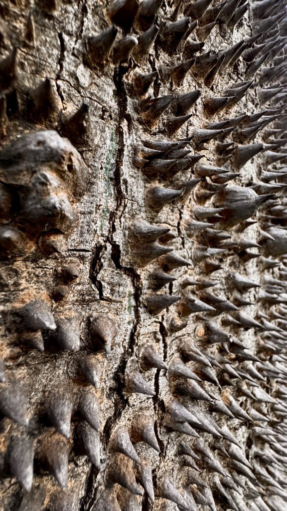 Nahaufnahme der rauen, stacheligen Rinde eines Baumes mit tiefen Rissen und erdigen Farbtönen. Die Oberfläche ist mit spitzen, grauen Sprossen bedeckt, die in verschiedenen Größen angeordnet sind.