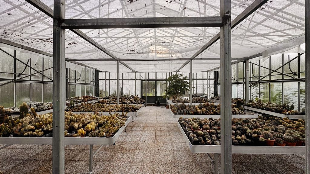 Ein Gewächshaus mit zahlreichen Regalen voller verschiedener Kakteen und Sukkulenten. Das Licht fällt durch die transparenten Wände, während die Innenfläche mit Kieselsteinen bedeckt ist.