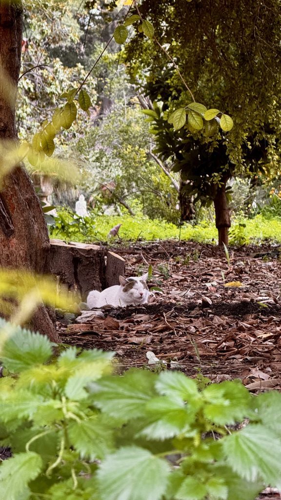 Ein ruhender, weißer Kater mit braunen Flecken liegt auf dem Boden im Freien, umgeben von herabgefallenen Blättern und Pflanzen. Im Hintergrund sind Bäume und ein unscharfer, silhouettenähnlicher Gegenstand sichtbar.
