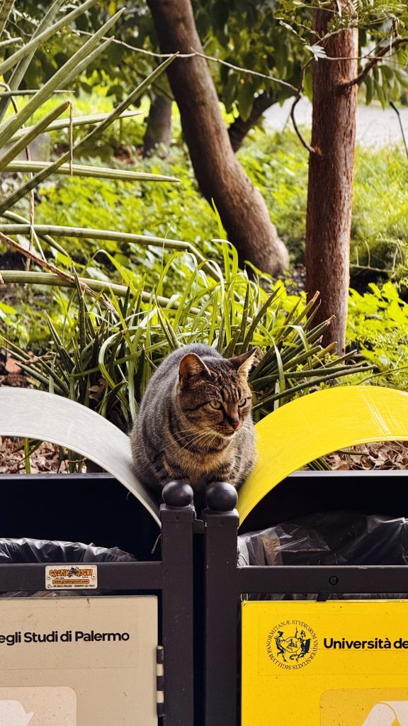 Ein graubrauner Kater sitzt auf einem Müllcontainer mit gelben und silbernen Oberteilen, umgeben von grünem Pflanzenbewuchs. Im Hintergrund sind Bäume und weitere Pflanzen sichtbar.