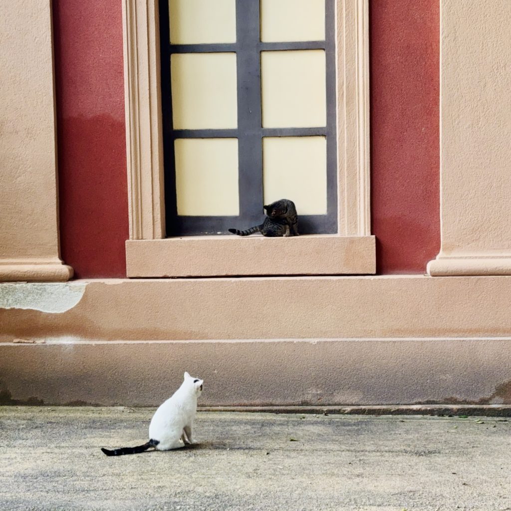 Zwei Katzen stehen sich gegenüber, eine weiße Katze sitzt auf dem Boden und schaut zur anderen Katze, die auf einem Fenstersims sitzt. Der Hintergrund zeigt eine Wand in zwei Farben mit einem Fenster.